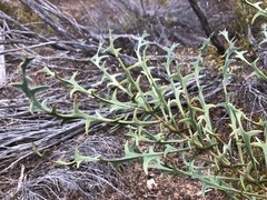 Daviesia pectinata