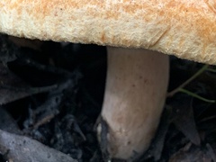 Lactarius rubrilacteus