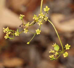 Platysace cirrosa