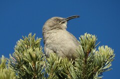 Toxostoma crissale