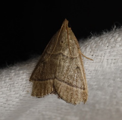Hypsopygia decoloralis