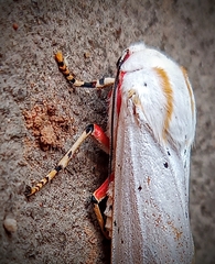 Rhodogastria similis