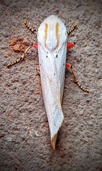 Rhodogastria similis