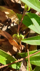 Eremophila debilis