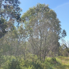 Eucalyptus pauciflora