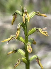 Genoplesium apostasioides