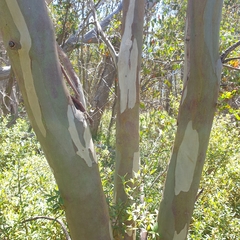 Eucalyptus pauciflora