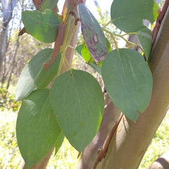 Eucalyptus pauciflora