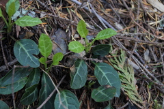 Pyrola picta