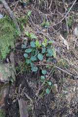 Pyrola picta
