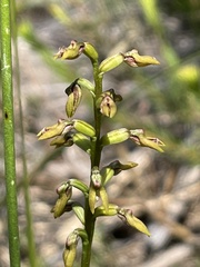 Genoplesium apostasioides