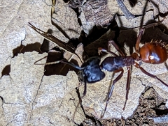 Camponotus sansabeanus