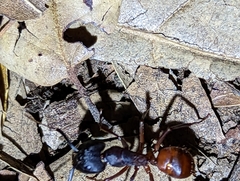 Camponotus sansabeanus