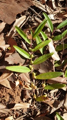 Eremophila debilis