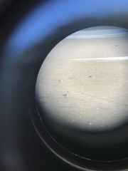 Charadrius bicinctus