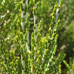 Ozothamnus cupressoides