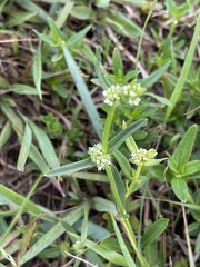 Spermacoce natalensis