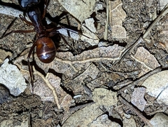 Camponotus sansabeanus