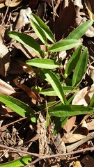 Eremophila debilis