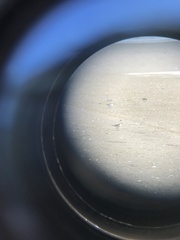 Charadrius bicinctus