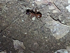 Camponotus sansabeanus