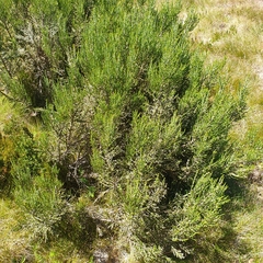 Ozothamnus cupressoides