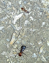 Camponotus sansabeanus