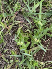 Spermacoce natalensis