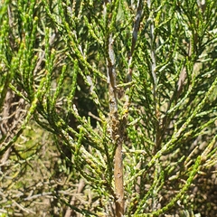 Ozothamnus cupressoides