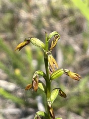 Genoplesium apostasioides