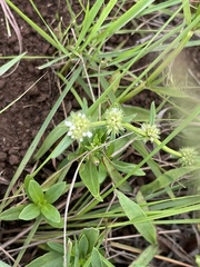 Spermacoce natalensis