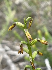 Genoplesium apostasioides