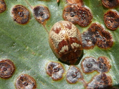 Paropsisterna m-fuscum