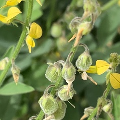 Crotalaria sphaerocarpa