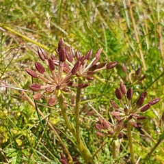 Chaerophyllum eriopodum