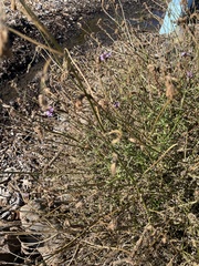 Glandularia lilacina