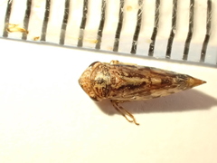 Novothymbris