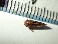 Novothymbris