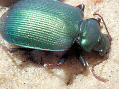 Calosoma schayeri