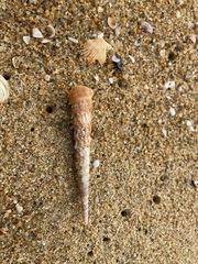 Turritellinella tricarinata