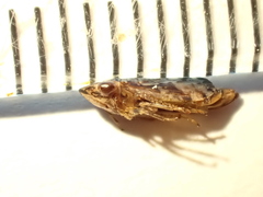 Novothymbris