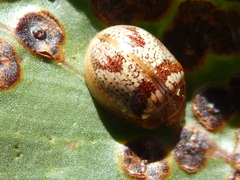 Paropsisterna m-fuscum