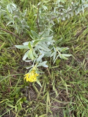 Lasiosiphon splendens