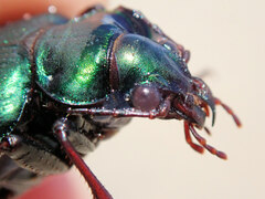 Calosoma schayeri