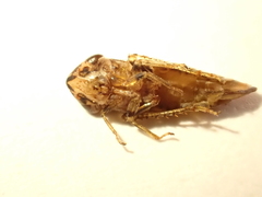 Novothymbris