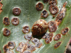 Paropsisterna m-fuscum