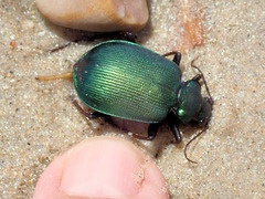 Calosoma schayeri