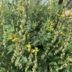 Crotalaria sphaerocarpa