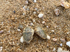 Donacidae