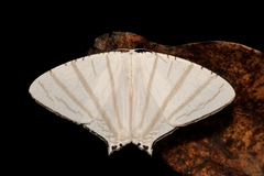 Urapteroides astheniata